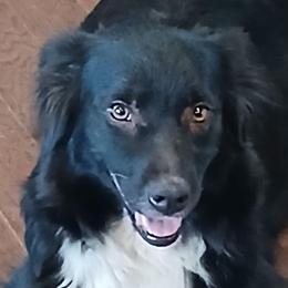 Alora - Australian Shepherd