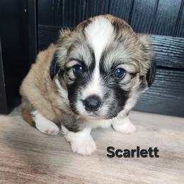 Scarlett - Sable female American Corgi puppy in Oak Harbor, Washington from Blackberry Hill Corgis