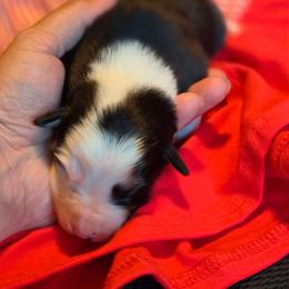 Patriot - Tri-color male Border Collie puppy in Watsontown, Pennsylvania from Kate Gresham