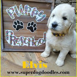 Goldendoodle Puppies from SUPERDog Doodles