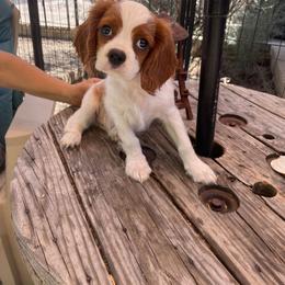 Brian - Blenheim male Cavalier King Charles Spaniel puppy in Phoenix, Arizona from Royal Desert Cavaliers