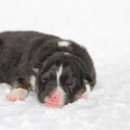 Bereta - Black tri-color male Australian Shepherd puppy in Circleville, Utah from Canyon Creek Aussies
