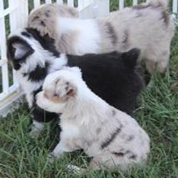 Miniature Australian Shepherd Puppies from Sapphire Stables