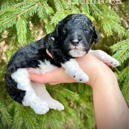 Hemlock - Parti male Poodle puppy in Wilkes Barre, Pennsylvania from Apricity Poodles