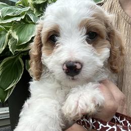 Reef- Brown Collar Boy - male Cavapoochon puppy in Clementon, New Jersey from PitterPatterPuppiesNJ