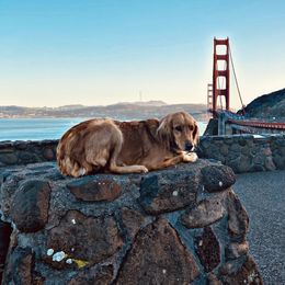 Goldendoodles and Golden Retrievers from Southern Golden Beauties