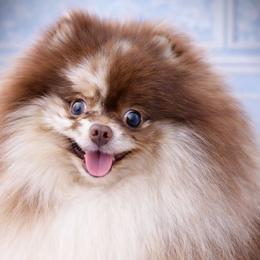 Hatch - Pomeranian