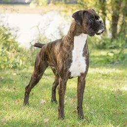 Boxers, Bulldogs, and Shih Tzus from Karmash Boxers, Bulldogs and Krymson Kandy Shihtzus