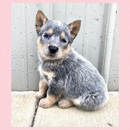 Australian Cattle Dog Puppies from Dusty Boots Ranch