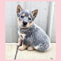 Australian Cattle Dog Puppies from Dusty Boots Ranch