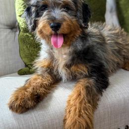 Banks - Aussiedoodle