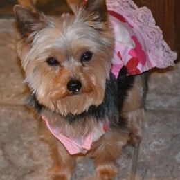 Tiffany - Yorkshire Terrier