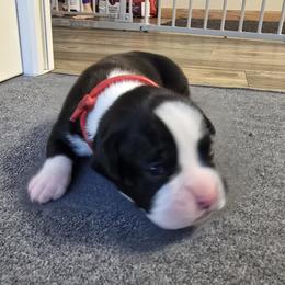 Boxer Puppies from Karen Marr