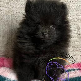 AKC DRAGON 2500 - Black male Pomeranian puppy in Watkins Glen, New York from Wicked Spirits Pomeranians