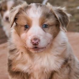 Winnie - Red merle female Australian Shepherd puppy in Tuscola, Texas from Rockin D Ranch