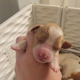 Girl 1 - Orange and white female Brittany puppy in Rhoadesville, Virginia from HOMESCHOOLED BRITTANYS LLC