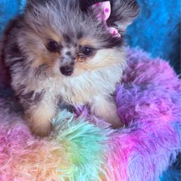 Luna - Blue merle female Pomeranian puppy in Gainesville, Texas from Pomtastic Pomeranians