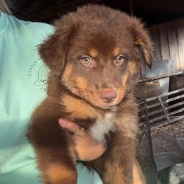 Chewy - Red tri-color male Australian Shepherd puppy in Frostproof, Florida from Central Florida Australian Shepherds