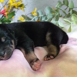 Shiba Inu Puppies from Adorable-Puppies