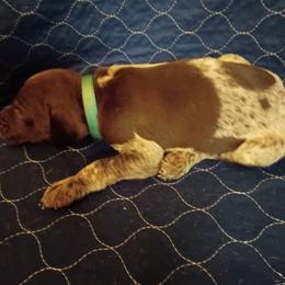 Green - Liver roan male German Shorthaired Pointer puppy in St. Petersburg, Florida from Dancin' German Shorthaired Pointer's