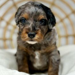 Thunder - Blue merle male Aussiedoodle puppy in Sterling, Colorado from North 40 Doodles