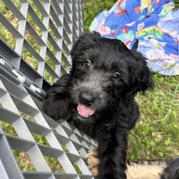L. Green - Stormy - Black female Goldendoodle puppy in Orange City, Florida from Rainbow Doodle