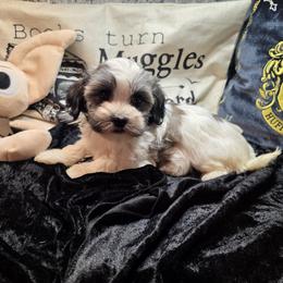 Sidney - Fawn sable female Havanese puppy in Deer Park, Washington from Mt. Top Havanese