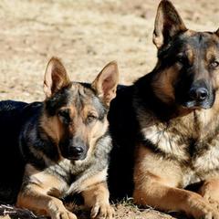 German Shepherds from Vom Wolfshund Kennels