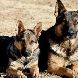 German Shepherds from Vom Wolfshund Kennels