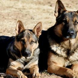 German Shepherds from Vom Wolfshund Kennels