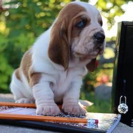 Curly - Mahogany and white female Basset Hound puppy in Pollock, Missouri from Northstar