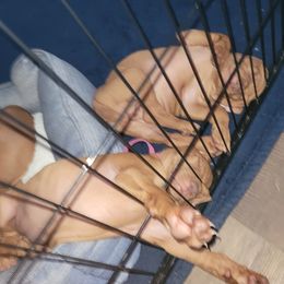 Vizsla Puppies from Ann's Vizslas