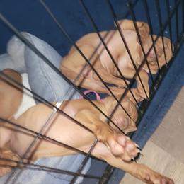Vizsla Puppies from Ann's Vizslas