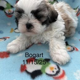 Bogart - Black gold and white male Shih Tzu puppy in Jasper, Indiana from Jacob’s Spoiled Shih Tzu