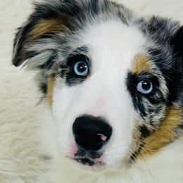 Boy 3 - Blue merle Australian Shepherd puppy in West Union, Iowa from Boundless Hearts Australian Shepherds LLC