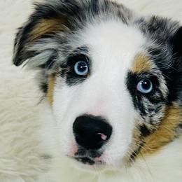 Boy 3 - Blue merle Australian Shepherd puppy in West Union, Iowa from Boundless Hearts Australian Shepherds LLC