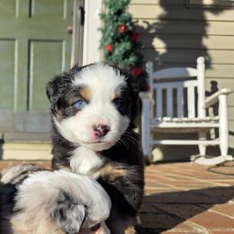Black tri toy - Black tri male Miniature Australian Shepherd puppy in Russellville, Alabama from Star B Cattle and Aussies