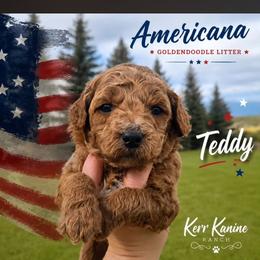 Teddy - Apricot male Goldendoodle puppy in Ashton, Idaho from Kerr Kanine Ranch