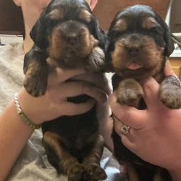 Gordon Setters from Bit O’ Gold Gordon Setters