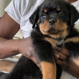 Rottweiler Puppies from Rottweiler Land