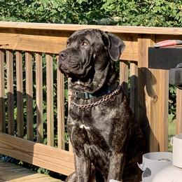 Thor  - Cane Corso
