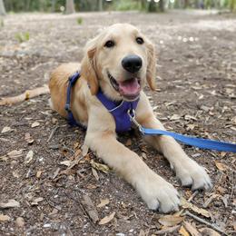 Golden Retriever Puppies from Morgan’s Heart of Gold Retrievers