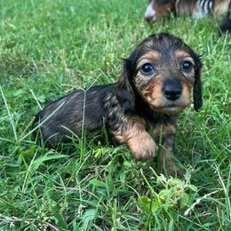 Simon- AKC - Red male Dachshund puppy in Gainesville, Texas from Diamond B Doxies