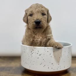Tinsel - Apricot female Goldendoodle puppy in Kenansville, North Carolina from J+A Family Doodles