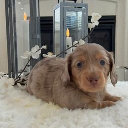 Sasha - Dapple female Dachshund puppy in Menifee, California from Dachshunds in SoCal