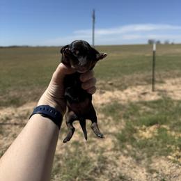 Girl 3 - Black and tan female Dachshund puppy in Rising Star, Texas from Boring Weenies