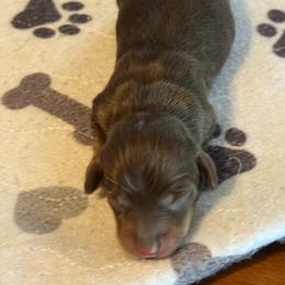 Maeve - Chocolate and tan female Dachshund puppy in Staley, North Carolina from Langley Farms Dachshunds