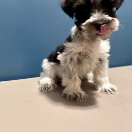 Miniature Schnauzer Puppies from Cali Sun-kissed Schnauzers