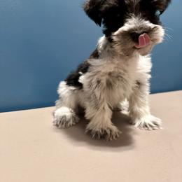 Miniature Schnauzer Puppies from Cali Sun-kissed Schnauzers