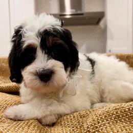 Oreo The Ultra Mini Bernedoodle - Tri-color male Bernedoodle puppy in Herriman, Utah from Rose Canyon Doodles